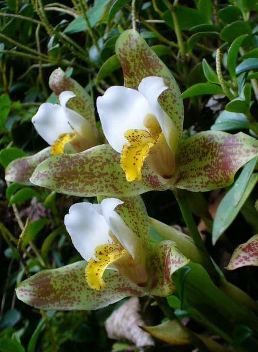 Lycaste deppei